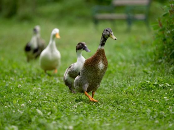 Guten Tag Österreich - 6 Tipps gegen Nacktschnecken